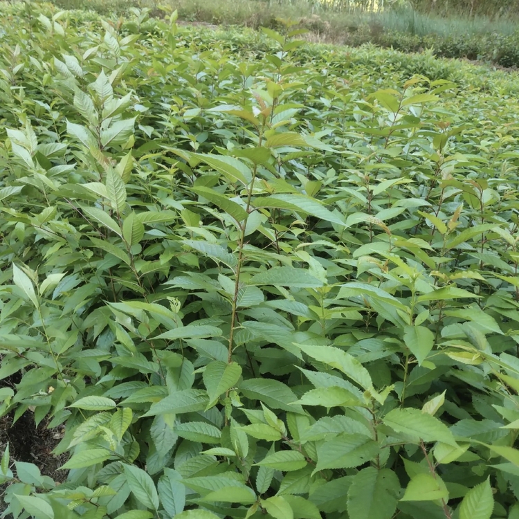 Sharing of Planting Technology for Quality Assurance in the Production Area of Evening Cherry Seedling Nursery Supplied by the Self operated Base of the Nursery Cooperative