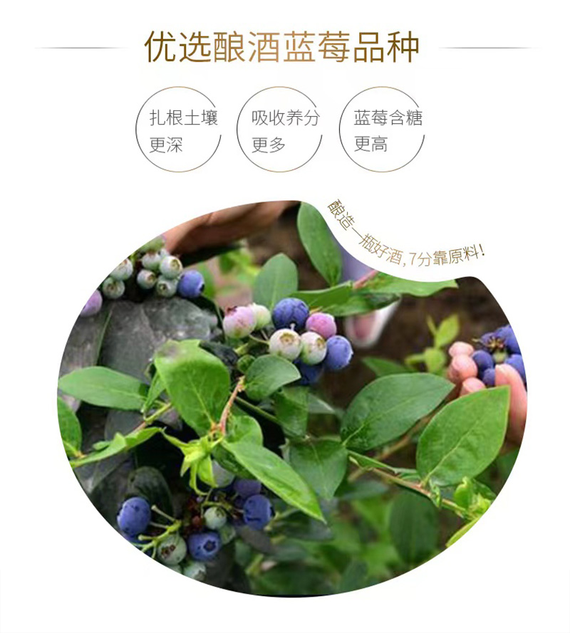 OEM OEM processing of blueberry liqueur OEM OEM branded customized health wine network red wine Tiktok Kwai selection