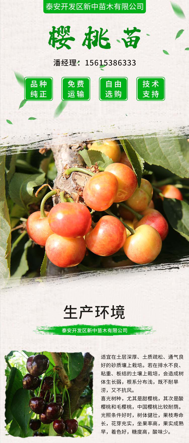 Dwarf cherry tree potted Renee cherry seedlings, new variety of fruit tree, Xinzhong seedlings