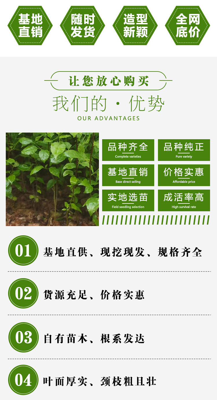 Wholesale survival rate of plum seedlings directly supplied by the base is high, and various specifications are troublesome to guide planting