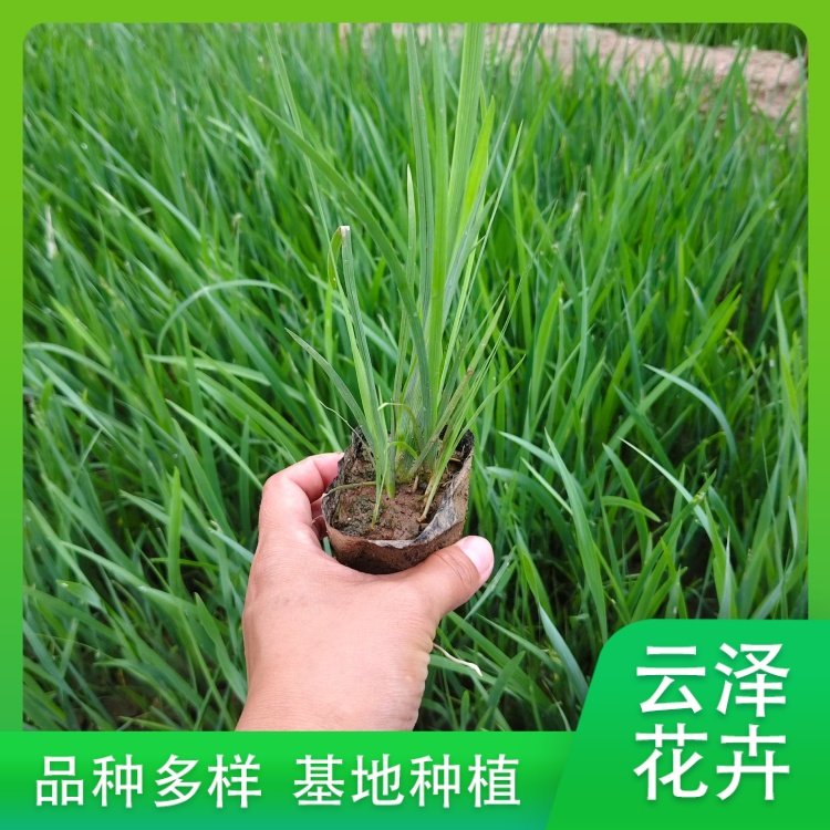 马蔺别名马兰花 白花护坡护土 庭院小区公园绿化栽植苗