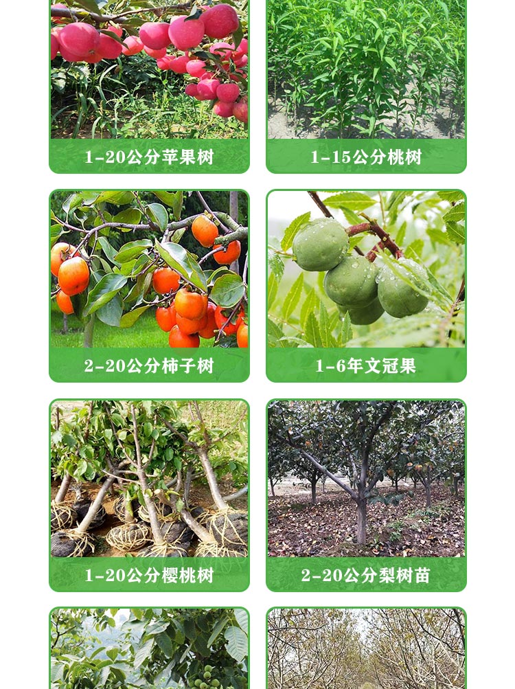 Dahongpao Zanthoxylum bungeanum seedling source base, available in sizes of 0.8-1.5cm, with well-developed root systems