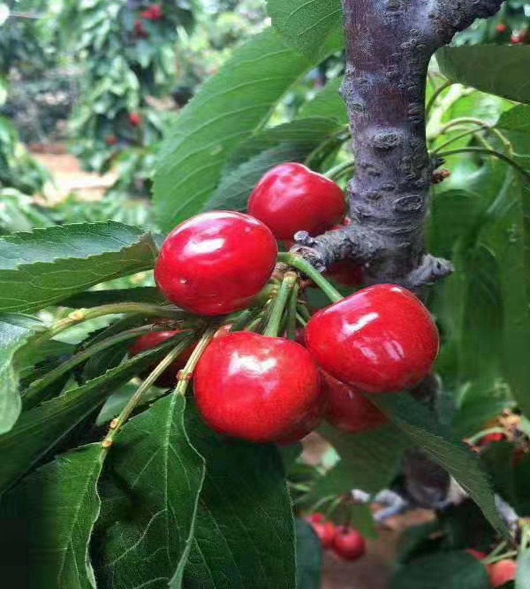 Dwarf Samitot Cherry Seedlings in Wangyun Agricultural Base Spot Lucky Star Fuchen Tamara Survives Well