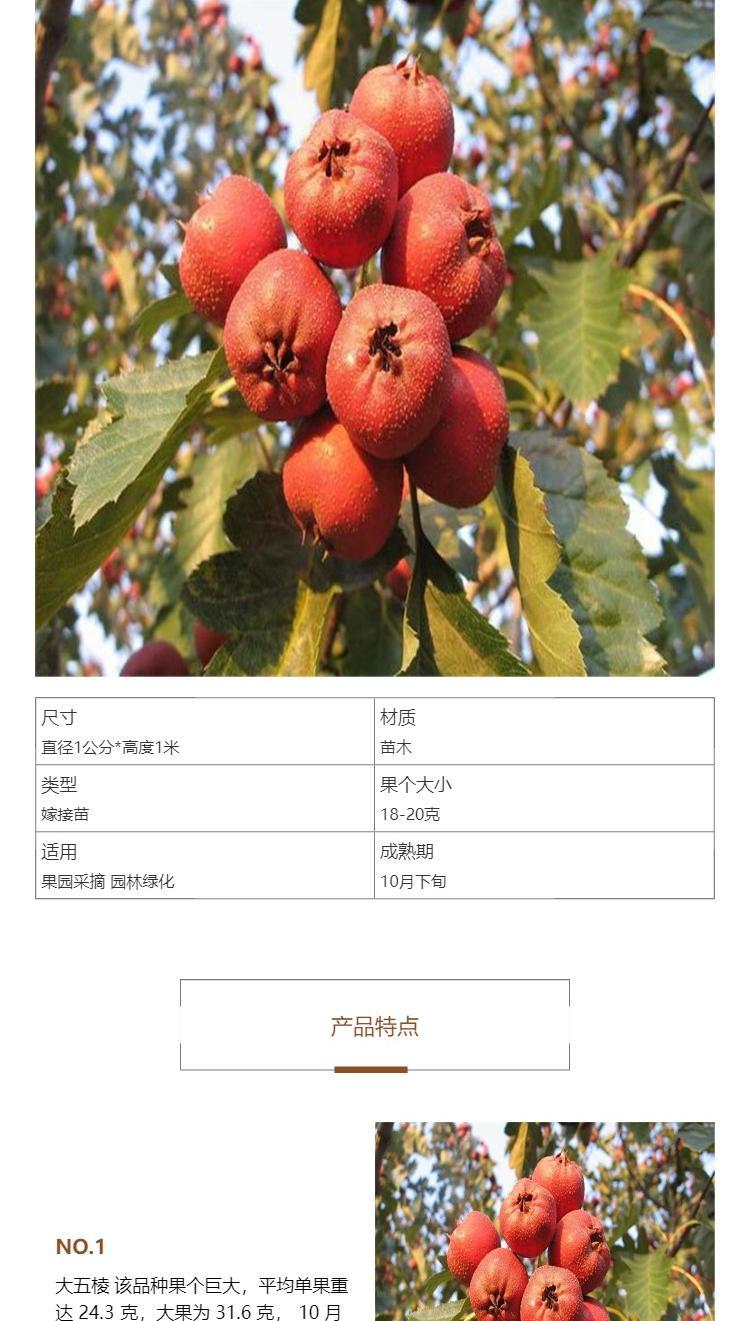 0.8cm thick grafted hawthorn seedlings, high-quality fruit seedlings grow quickly and well, new and medium-sized seedlings