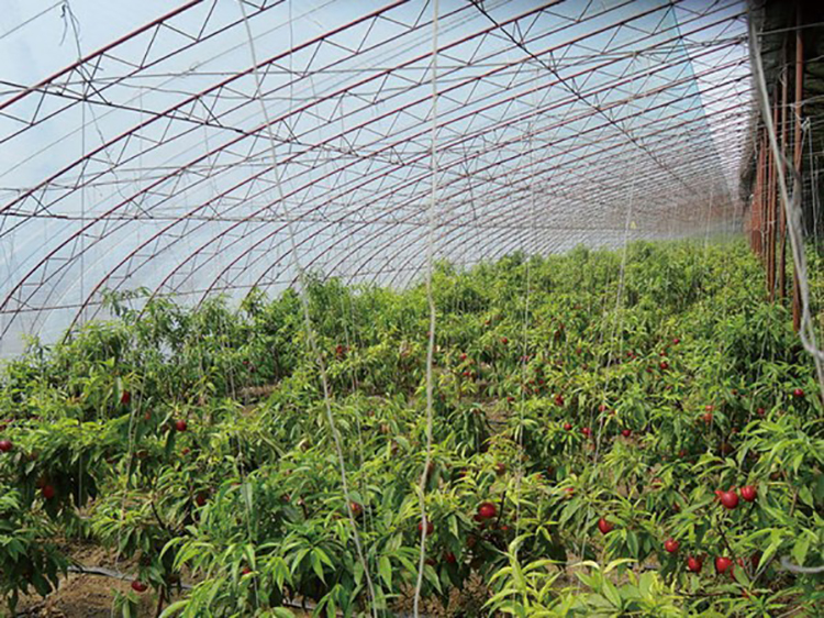 The transparency of the PO film in the Shuaifeng fruit greenhouse is good, and the agricultural film has a long service life