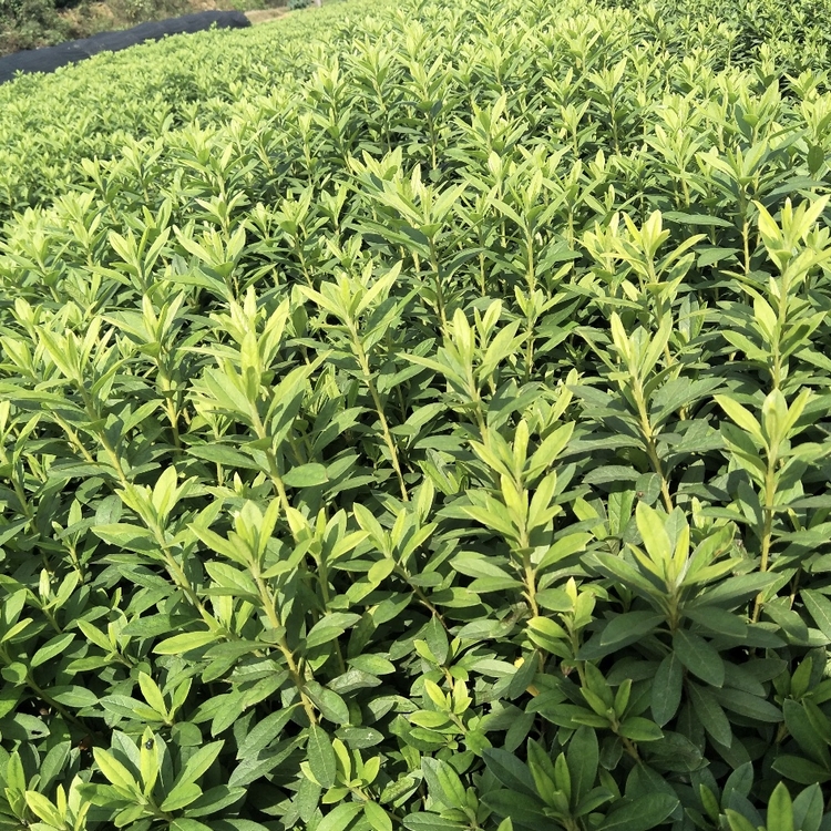 Wholesale of Rhododendron Seedling Planting Base and Rhododendron Seedling Wholesale Base