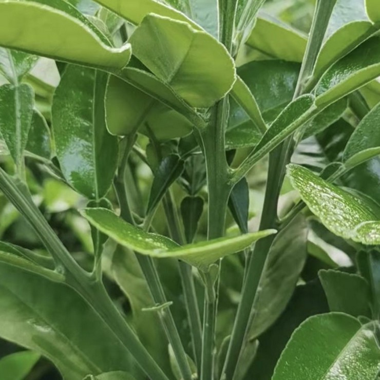 Wholesale Price Technical Guidance for Orange Red Seedlings in the Main Production Area of Orange Red Cultivation