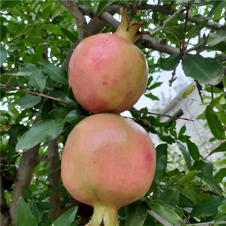 Pot planting and picking of soft pomegranate seedlings are convenient for cultivating pomegranate seedlings and bearing early and new seedlings