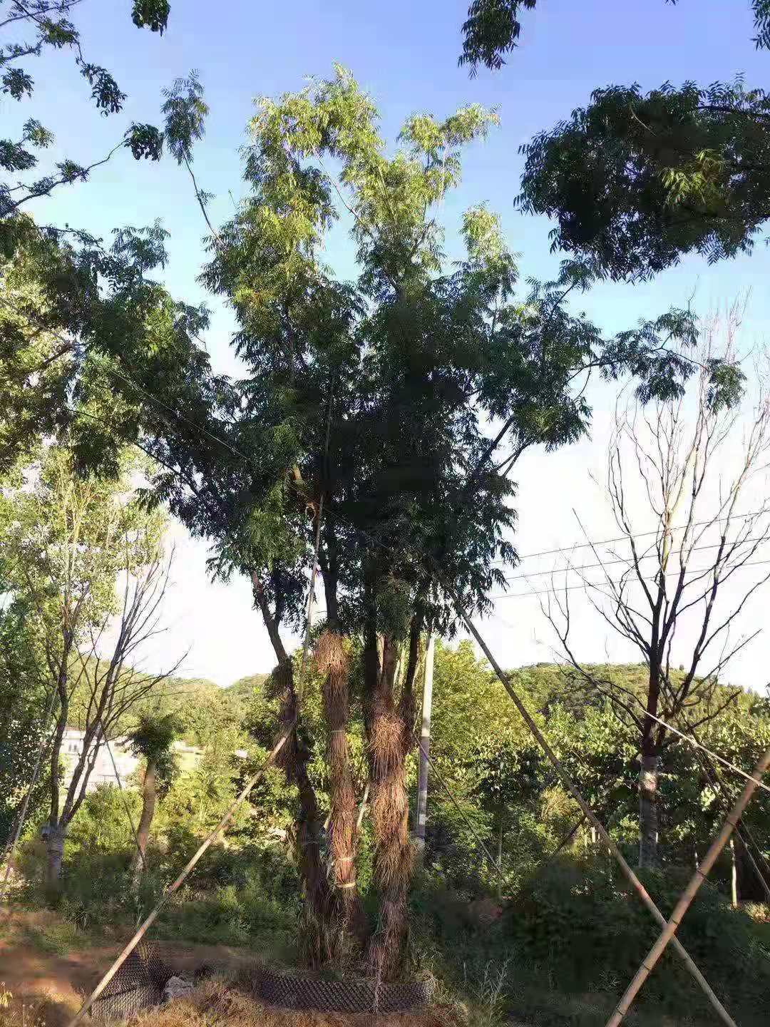 黄连木树市场价格(黄连木树市场价格走势)