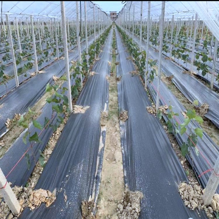 Agricultural grassland protection cloth, grass covering cloth, green and weeding black garden grass protection cloth, grass suppression woven grass covering cloth