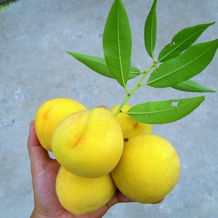 The grafting varieties of peach seedlings and mountain peach seedlings occupy land and are supplied by agricultural manufacturers in Dawangyun