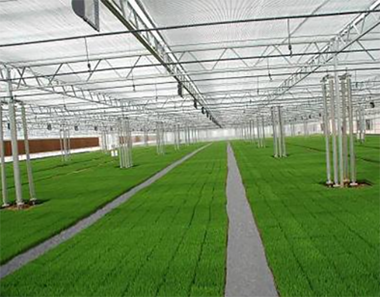 The transparency of the PO film in the Shuaifeng fruit greenhouse is good, and the agricultural film has a long service life