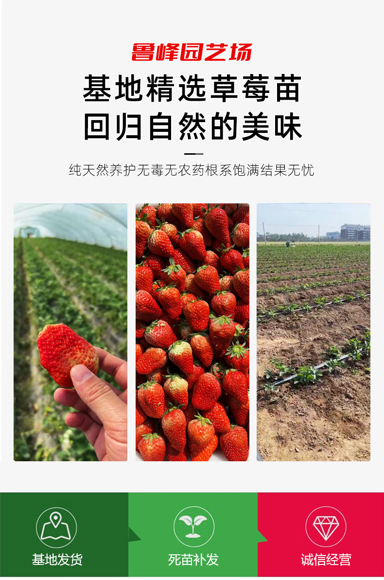 Spring Fragrance Strawberry Seedling and Fruit Seedling Base Cultivation and Utilization Strength Base Seedling Raising Lufeng