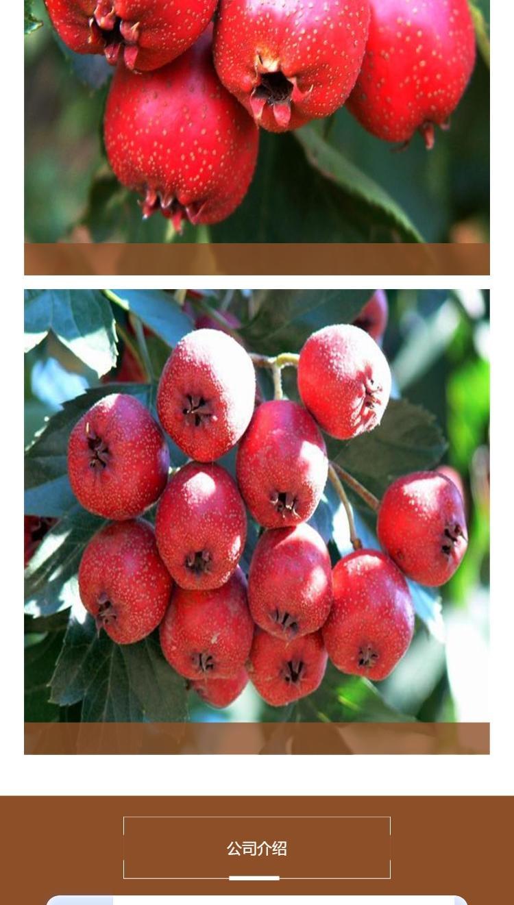 2-year-old hawthorn seedlings, occupying land and supplying the production area. The results of the current year are profitable for new Chinese seedlings