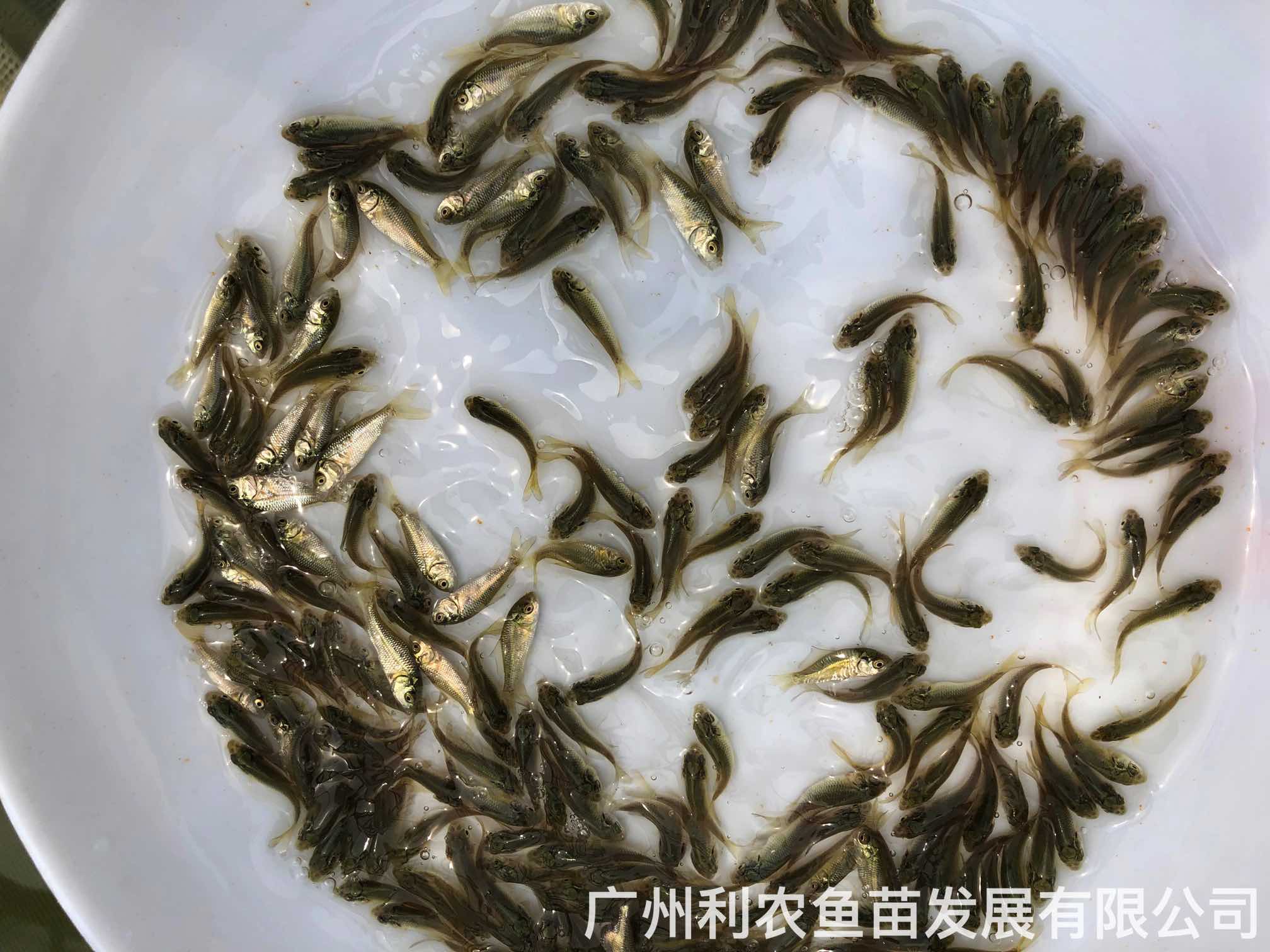 Wholesale of carp fry as a first-hand source of supply, growing rapidly in large breeding bases