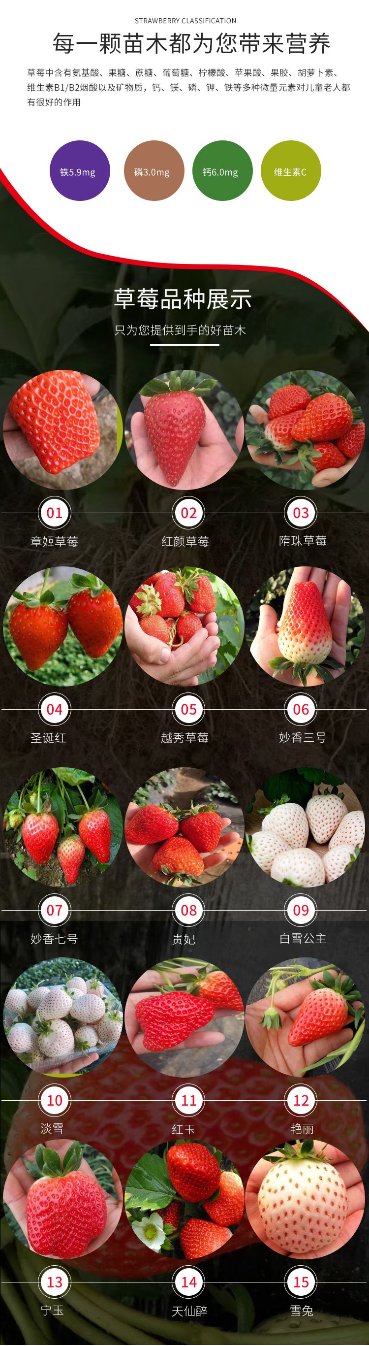 Strawberry artificial seedlings, flesh, sweet fruit, slender and fragrant stem, capillary roots, thick and developed, suitable for potted cultivation