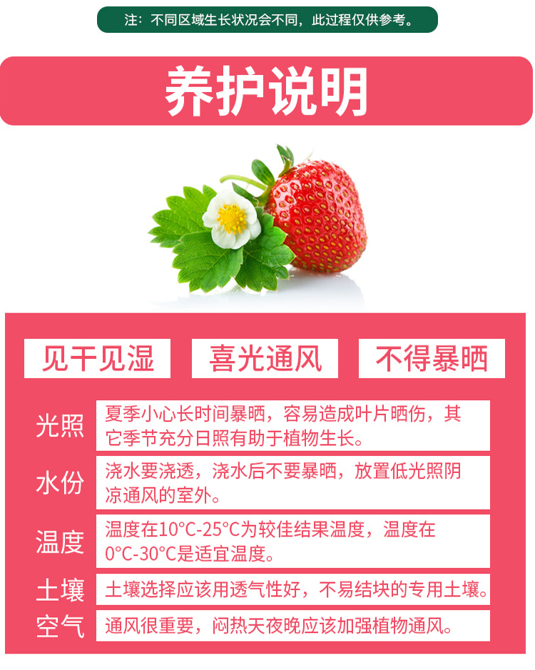 The base sells new red colored strawberry seedlings, Suizhu strawberry hole plate seedlings, with well-developed hair and fine roots, which can be excavated and distributed immediately