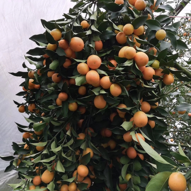 On the same day when the seedlings are raised, the varieties of citrus seedlings are complete, the quality is guaranteed, and the root system is developed. Planting and management are good