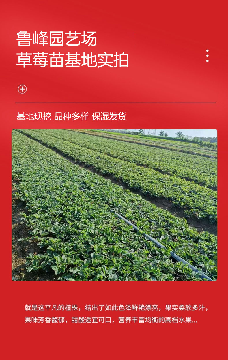 Cultivation of Snow White Strawberry Seedling Picking Base Using Watering Sterilization LF318 Lufeng