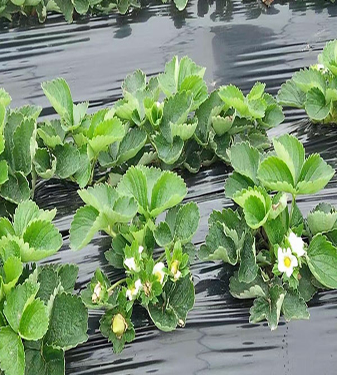 Zhang Ji, an old variety of sweet Charlie strawberry seedlings grown in high yield greenhouses every year