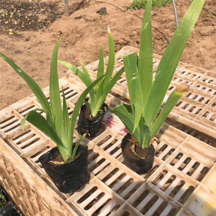 Iris saplings for greening, aquatic plants, perennial cold resistant flowers, wetland ornamental plants