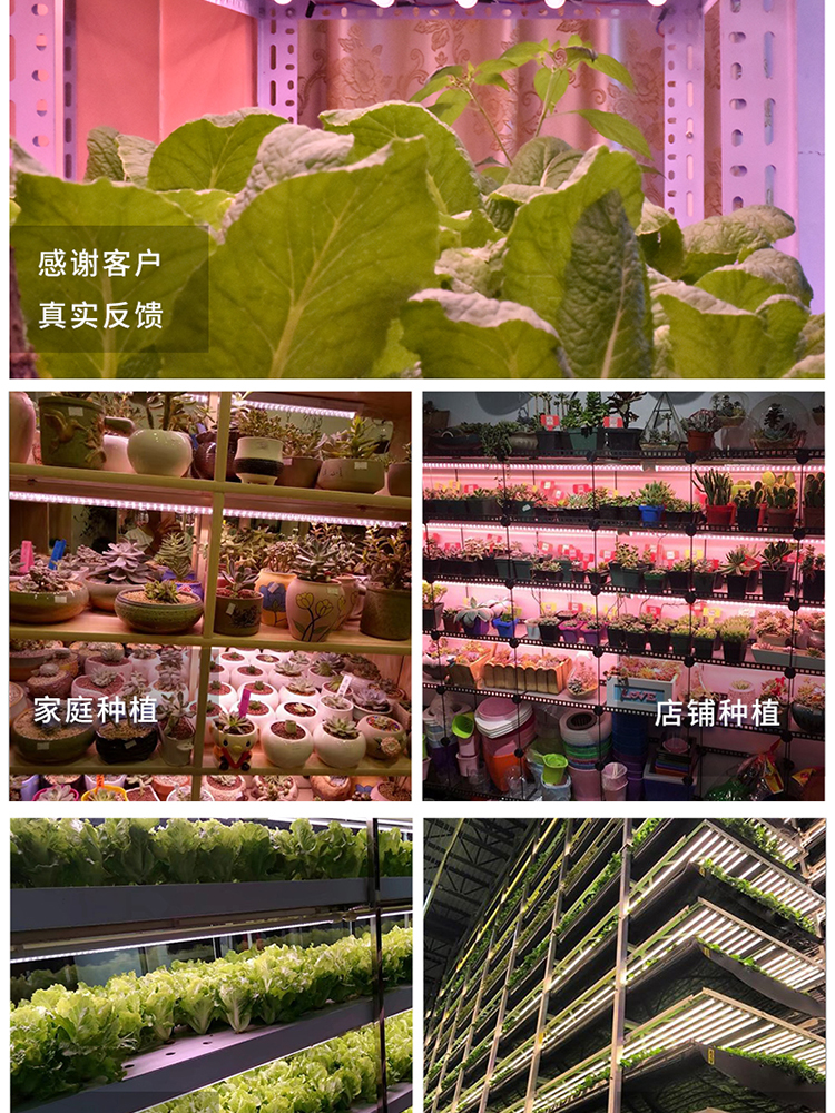 LED Grow light full spectrum led grow light sunlight grape strawberry fruit planting fill light