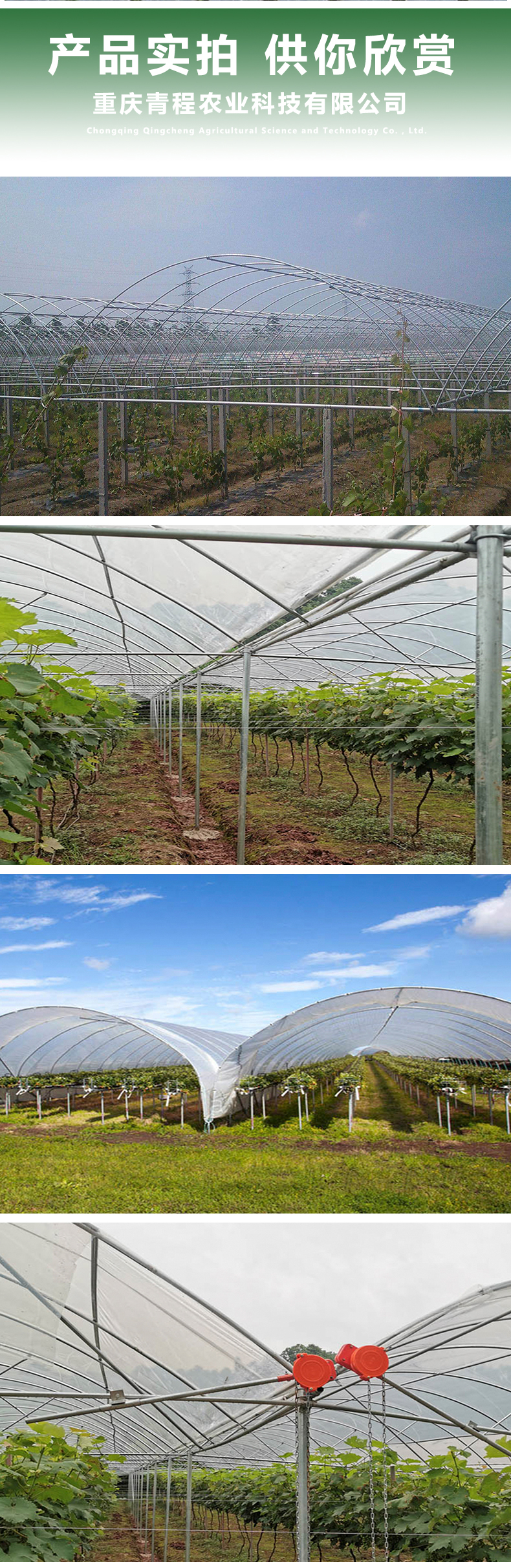 Chongqing Grape Greenhouse Film Arch Greenhouse Planting Blueberry Rain Shelter Processing Factory Greenhouse Materials Qingcheng Agriculture