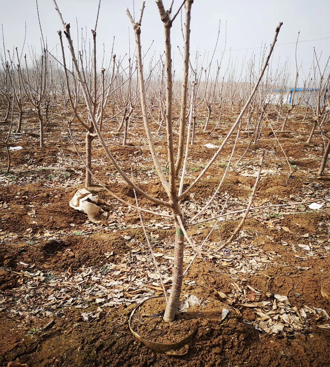 Yellow cherry seedling variety Huangmibinku Brilliant and mature, sweet and not sour, with a bright and slightly reddish color