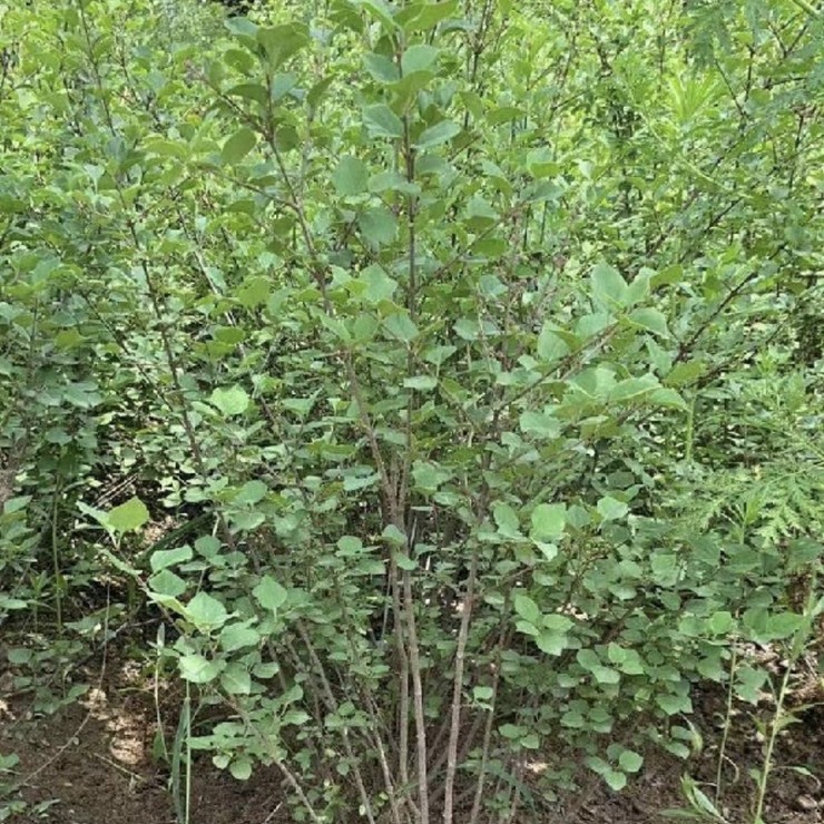 Free Planting Technology Consultation for Wholesale of Clove Seedlings in the Main Production Area of Clove Cultivation