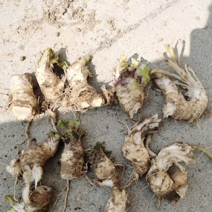 Perennial base supply of black ginseng seedlings, direct distribution of contracted cultivation management technology, pure and reliable quality