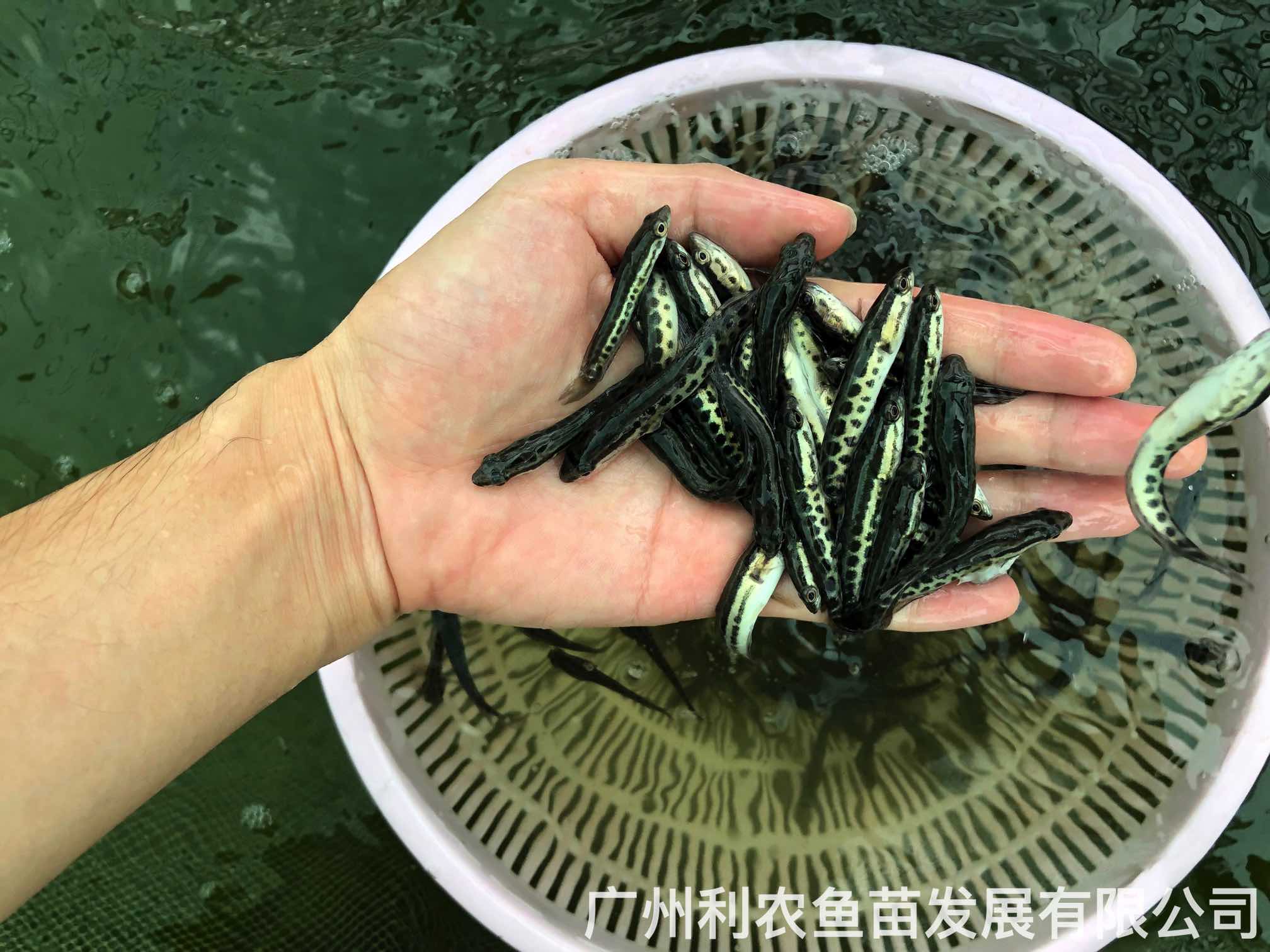 Wholesale of black fish fry, hybrid raw fish, growing rapidly at the source of the fry farm, and large sized financial fish