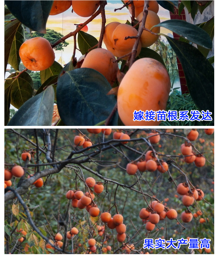 Sweet persimmon tree fruit, big and crispy, sweet Yangfengzi seedling variety, pure and new Chinese seedling