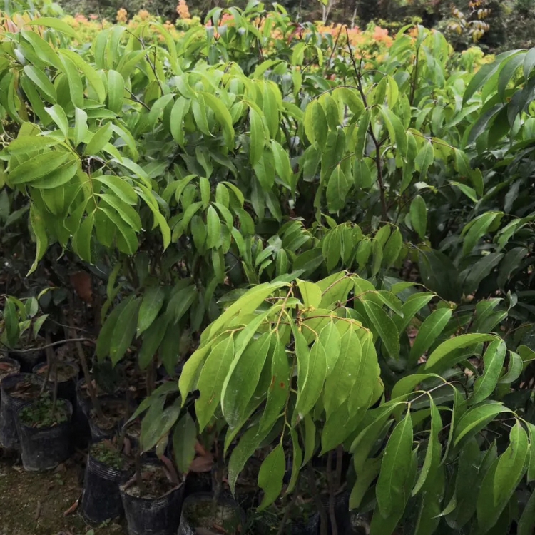 湖南荔枝果树苗种植区 批发水晶球荔枝树苗 水晶球荔枝树苗