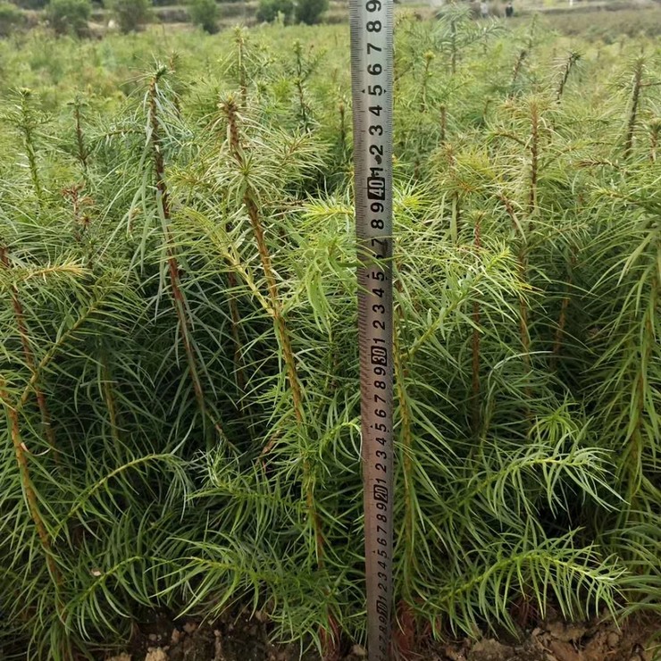 On the same day of seedling emergence, the fast-growing Chinese fir seedlings have developed root systems and survived for many years, with complete specifications and high quality