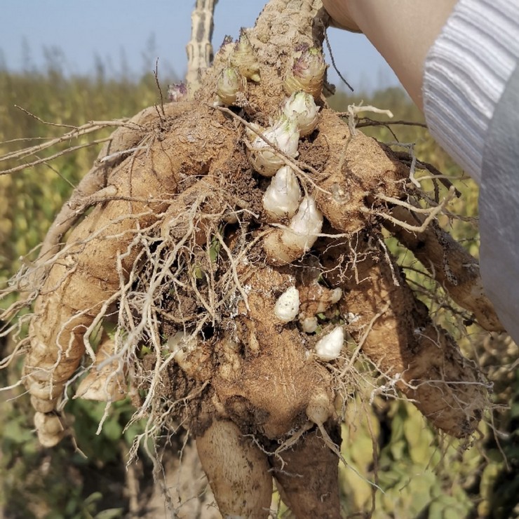 Perennial base supply of black ginseng seedlings, direct distribution of contracted cultivation management technology, pure and reliable quality