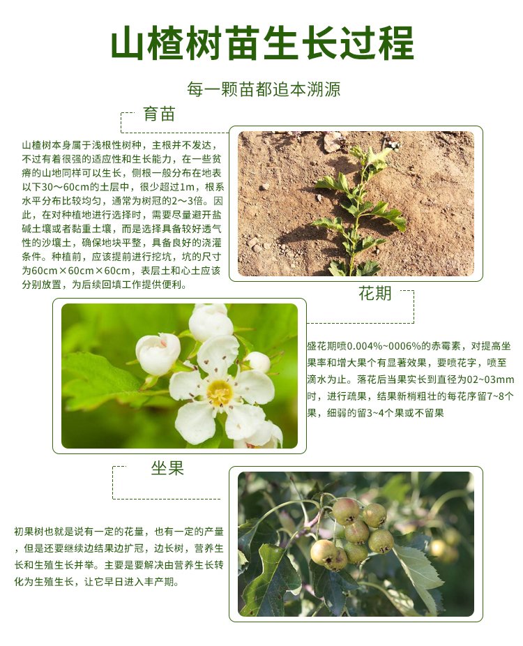 Hawthorn seedlings, big golden stars, sweet red fruits, self flowering, fruiting, prosperous transportation, agricultural courtyard planting, and harvesting in the same year