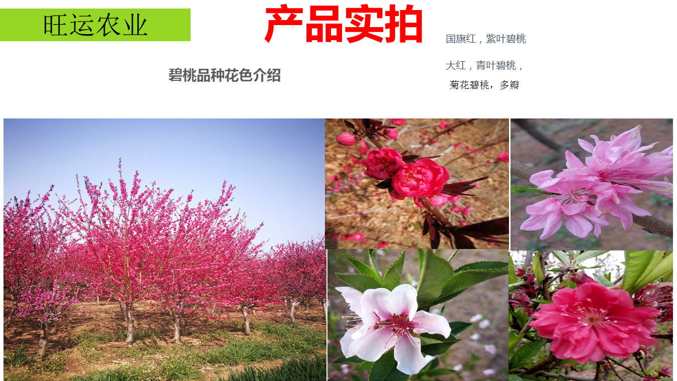 Dropping branch green peach with 1.5 meters branching points, red and white flower varieties, mostly formed by spring grafting for two years