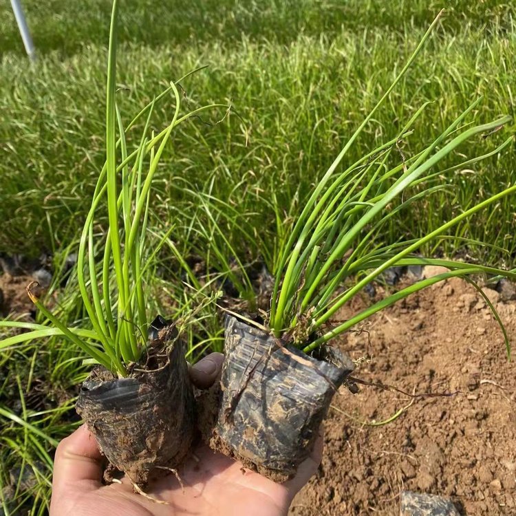 Scallion seedlings, large seedlings, various specifications, white pink petals, Snory flowers, direct supply