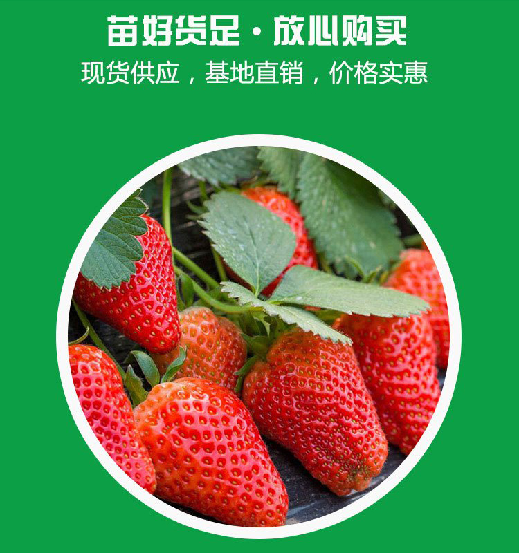 Milk Strawberry Seedlings, Large Fruit Shape, High Yield, Bright Color, Wholesale, Greenhouse Planting, Intelligent Forest Seedling Planting in Bases