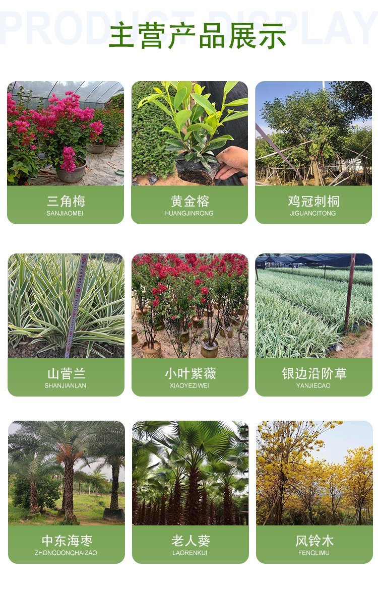 Water red triangular plum small seedlings, red flower bag seedlings, four season cup seedlings, various specifications of cutting seedlings