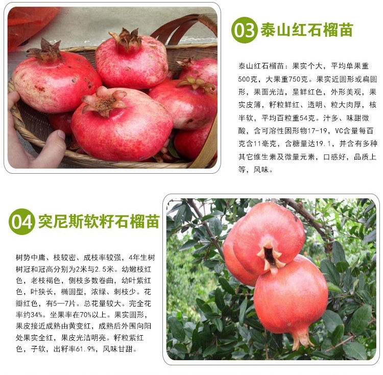 Sour pomegranate seedlings have strong resistance to wind and sand, strong early fruiting ability, market advantage, thin skin, multiple flesh, and thick juice in the mouth