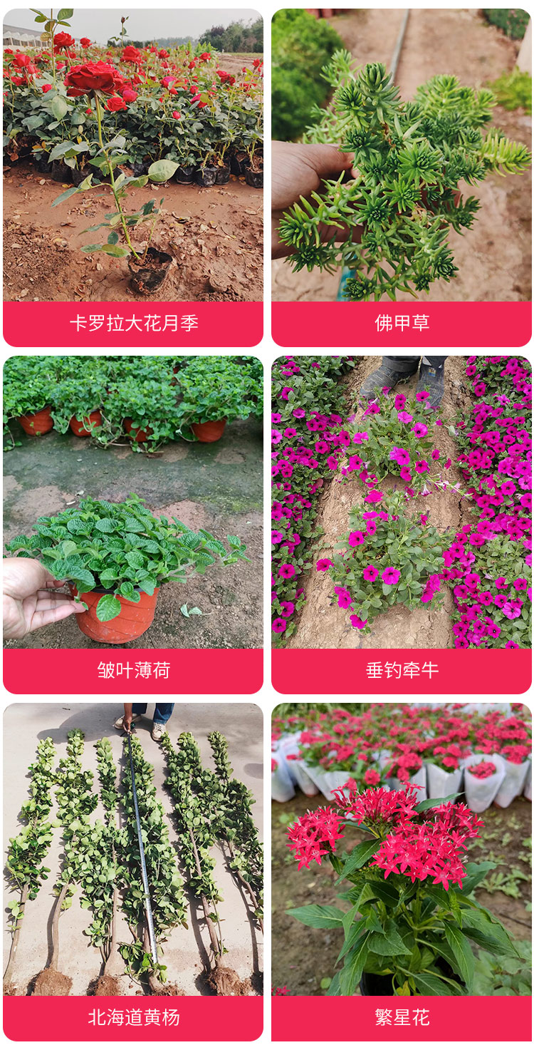 Ditang Nursery Base Landscape Greening Project: Yellow Flower Series Ornamental Flower Blooming in the Sea