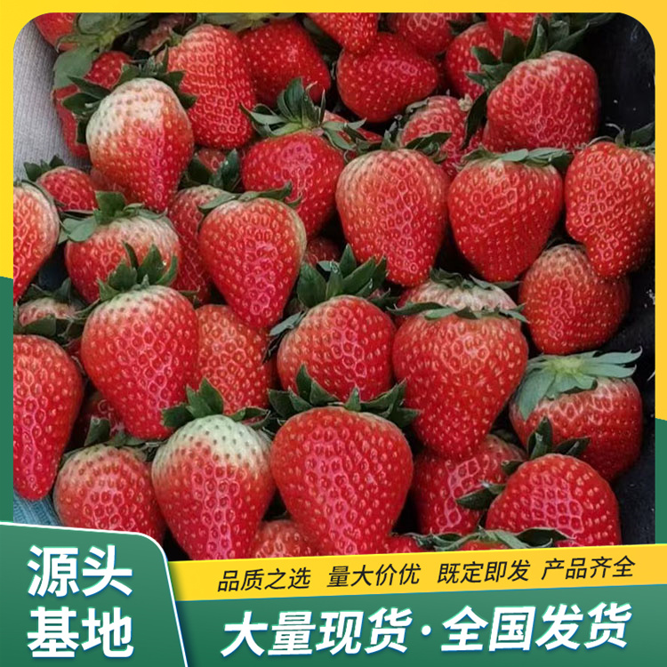 Nvfeng Strawberry Seedling Planting in the Open Air, Strong Use Base, Developed Root System, Lufeng Horticulture