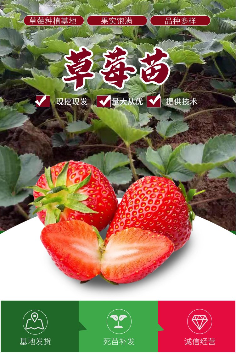 Banana and strawberry seedlings have strong growth potential without pests and diseases, and the technology of thinning flowers and fruits is extremely sweet in taste