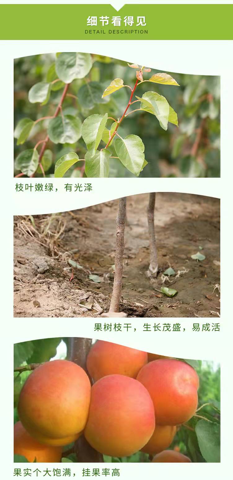 Management Methods for Apricot Seedlings in Greenhouses New Century Apricot Seedlings for Flood and Frost Resistance