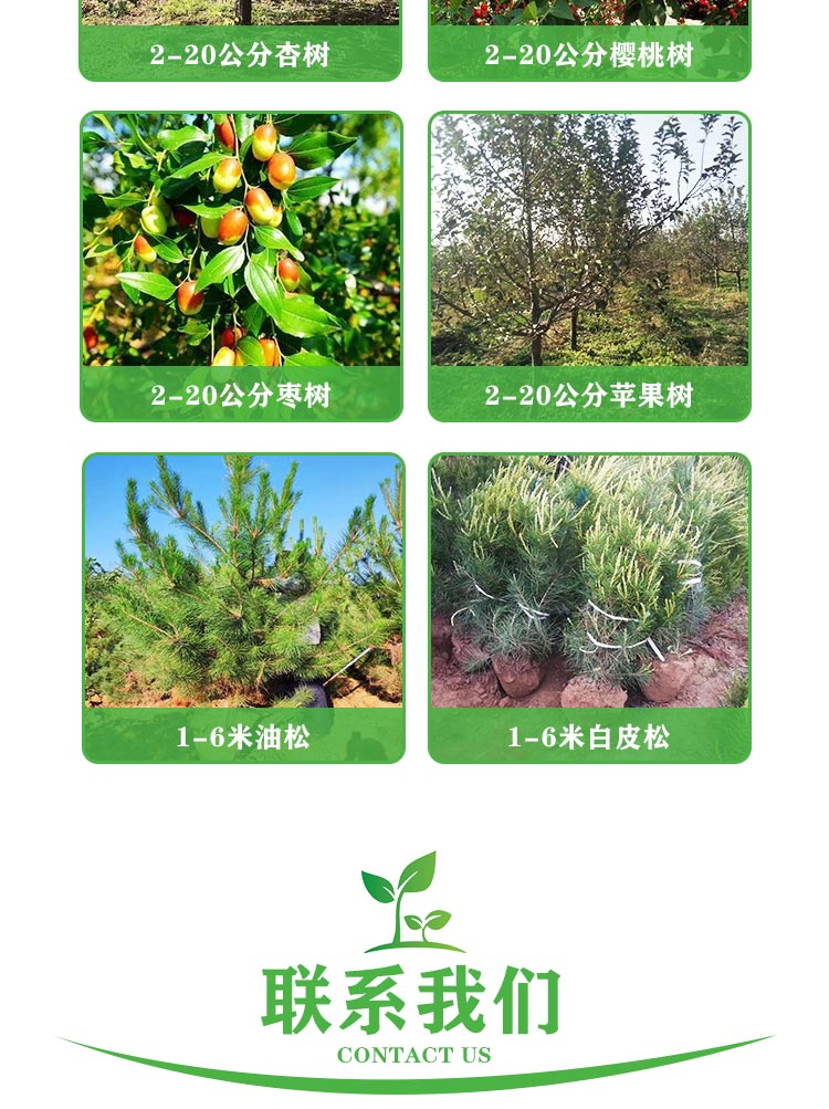 Dahongpao Zanthoxylum bungeanum seedling source base, available in sizes of 0.8-1.5cm, with well-developed root systems