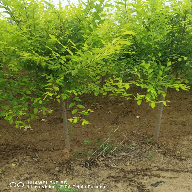 落叶乔木 金叶榆 美人榆树苗 花坛庭院小区园林绿化风景树