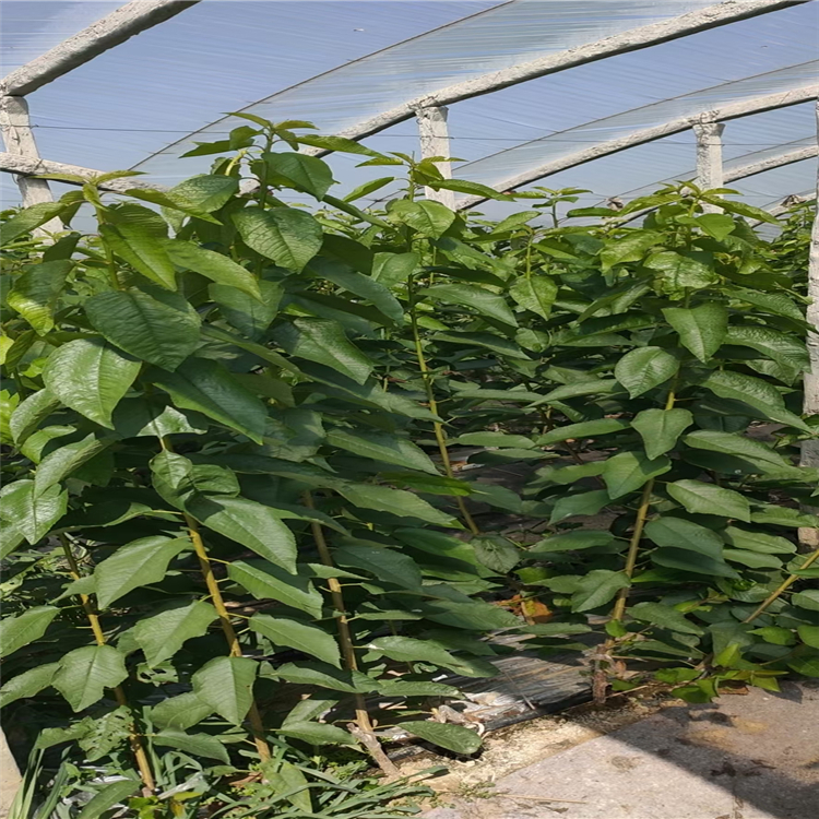 Dwarf cherry tree potted Renee cherry seedlings, new variety of fruit tree, Xinzhong seedlings