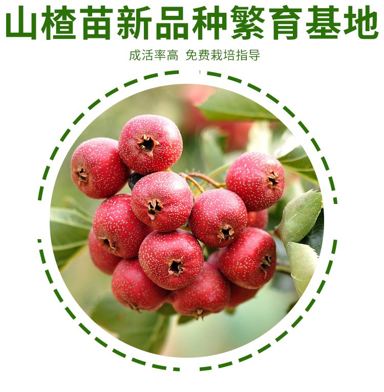 Hawthorn seedlings, big golden stars, sweet red fruits, self flowering, fruiting, prosperous transportation, agricultural courtyard planting, and harvesting in the same year