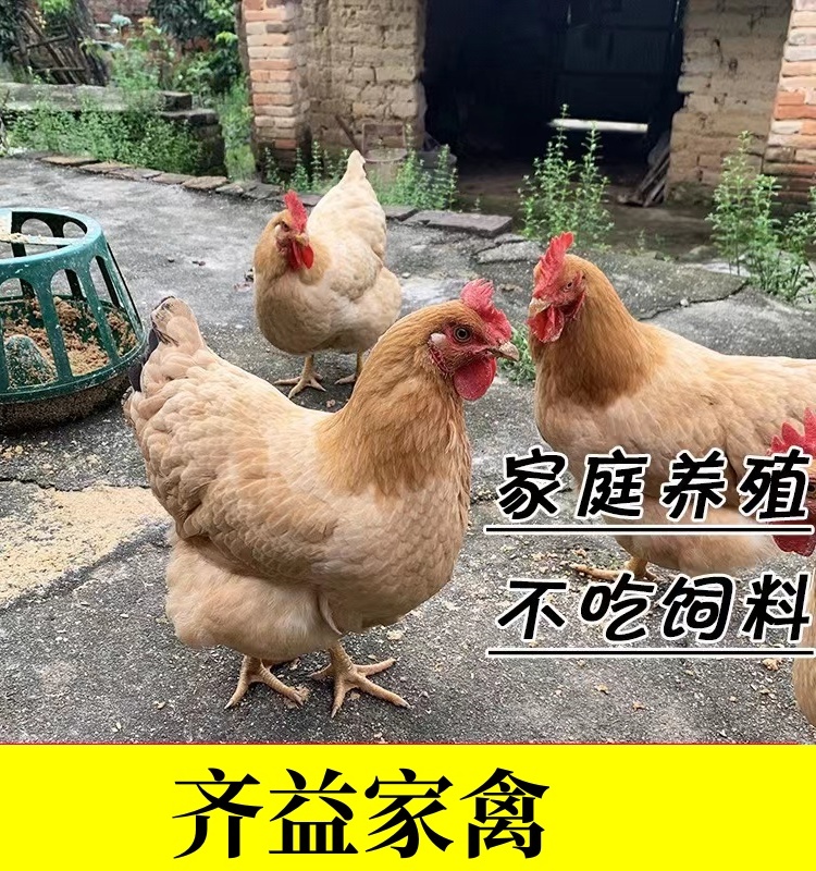 丽江市高产绿壳蛋鸡品种最近的鸡苗厂家在哪里鸡苗养殖方法